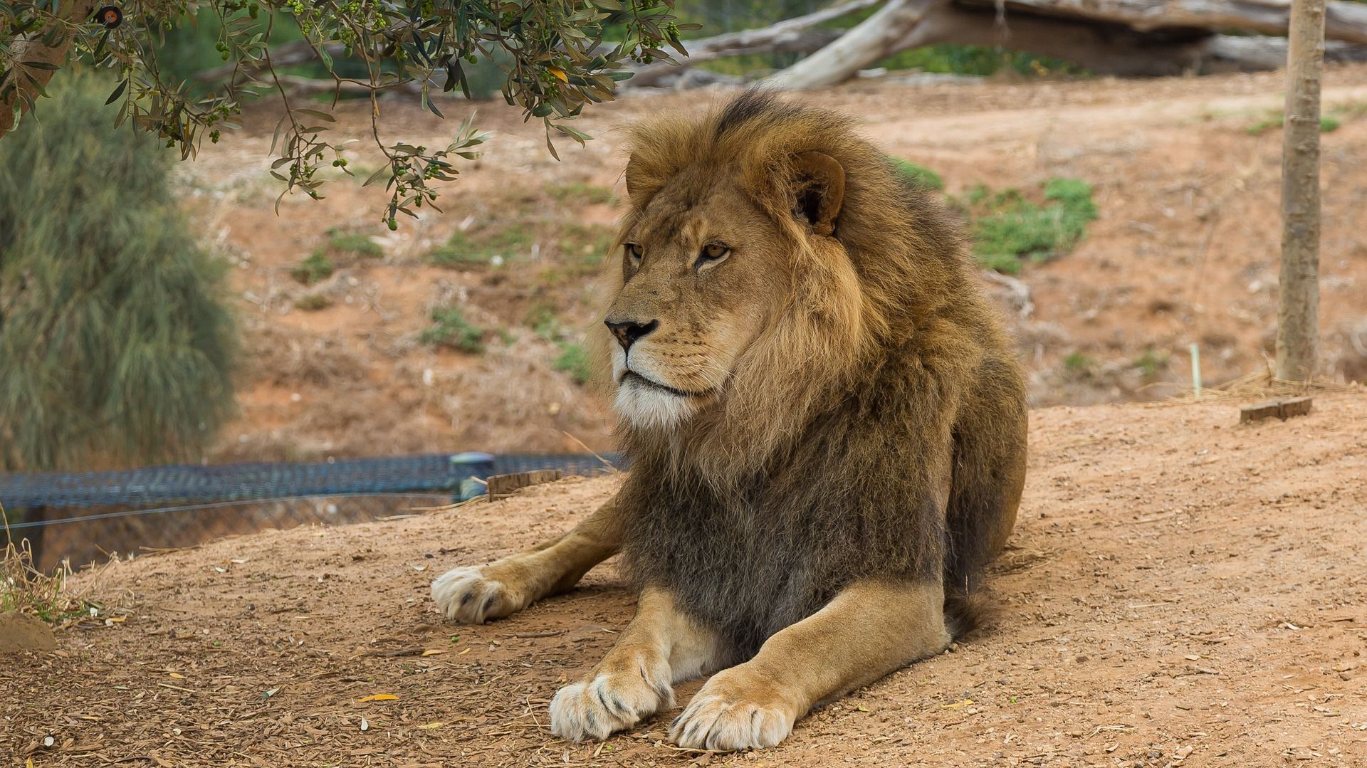 Tragedia w zoo. Szczątki nastolatka znalezione w lwiej zagrodzie