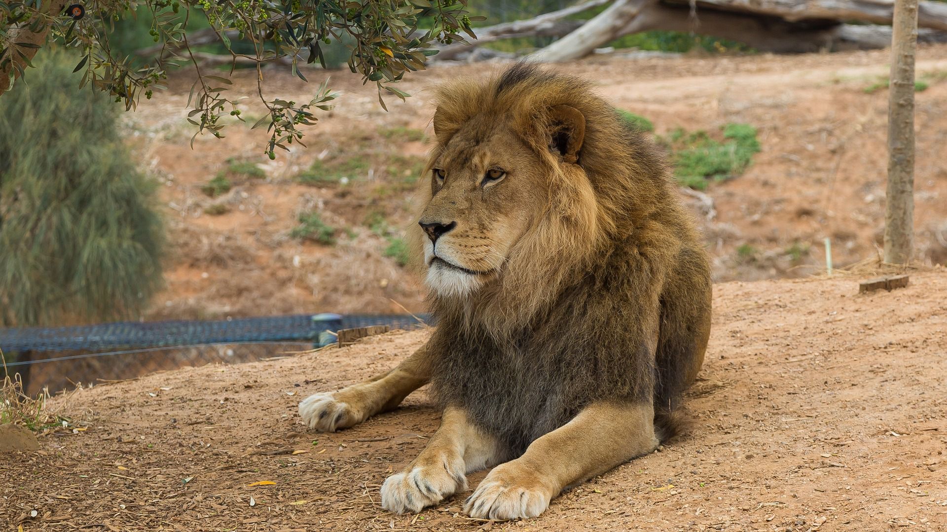Tragedia w zoo. Szczątki nastolatka znalezione w lwiej zagrodzie