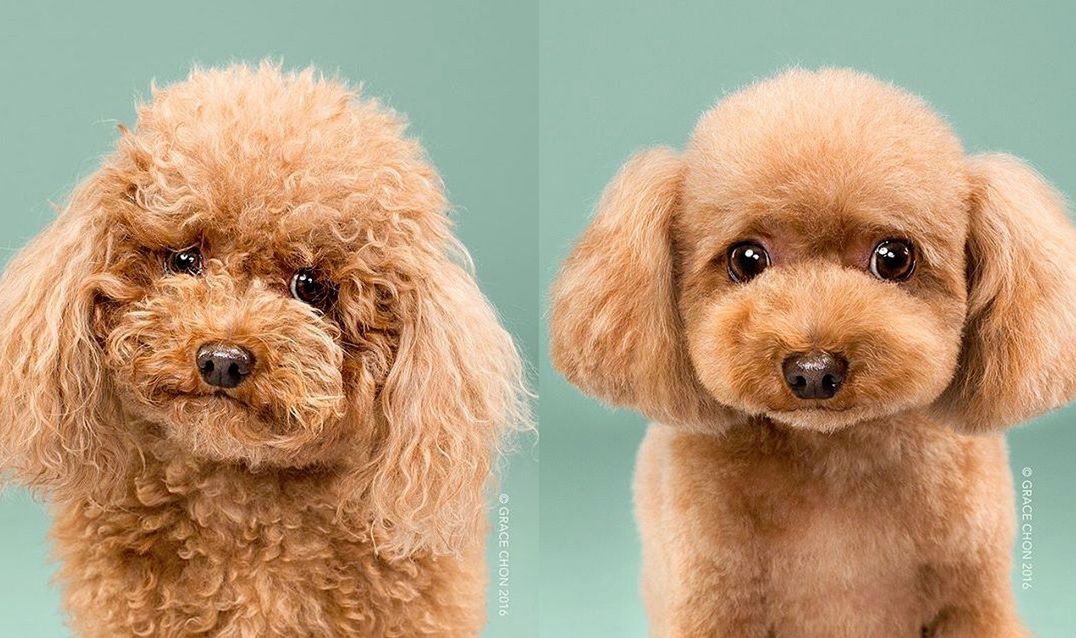 Pies u fryzjera? Te zdjęcia zachwycają!