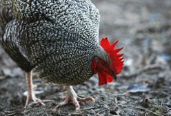 Mazowieckie. Radni gminy Lipowiec Kościelny przeciw utylizacji martwych ptaków