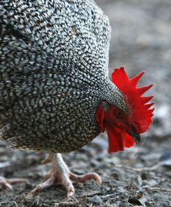 Mazowieckie. Radni gminy Lipowiec Kościelny przeciw utylizacji martwych ptaków