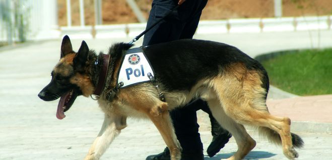 Psi casting do służby w policji