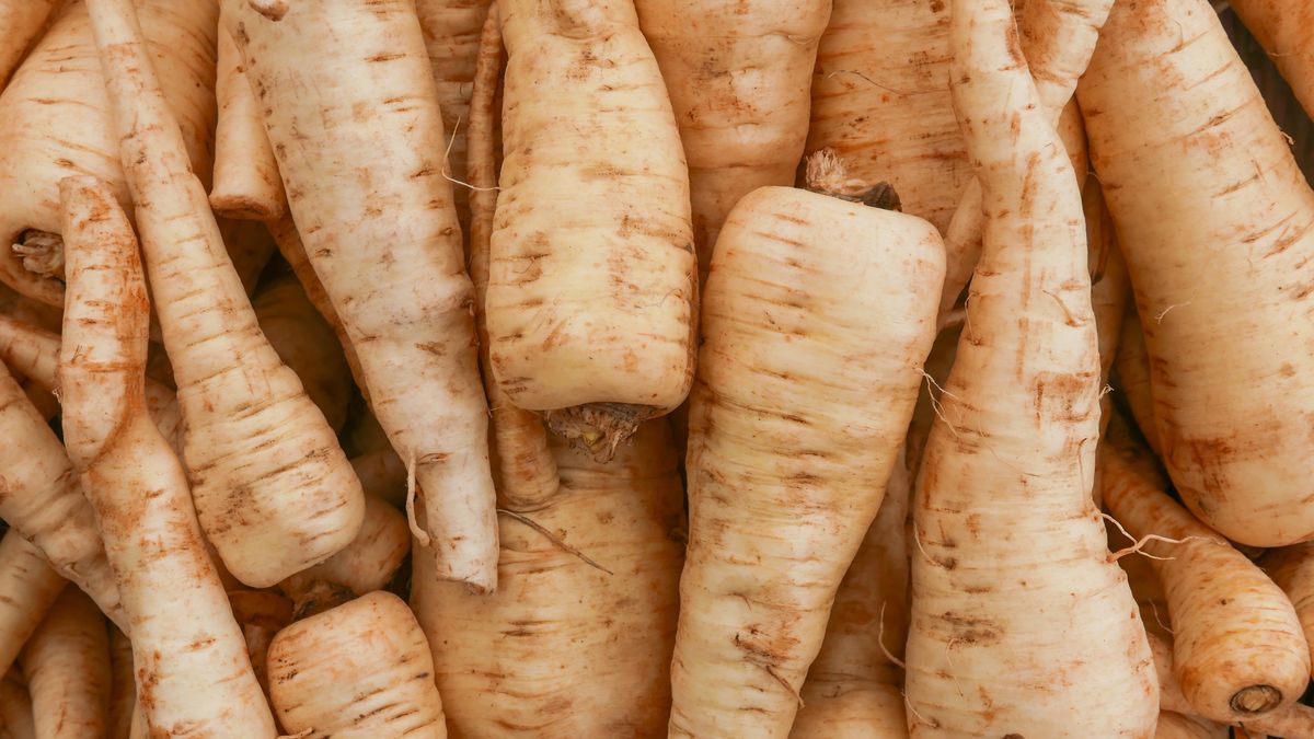 Pasternak bardzo często jest mylony z pietruszką