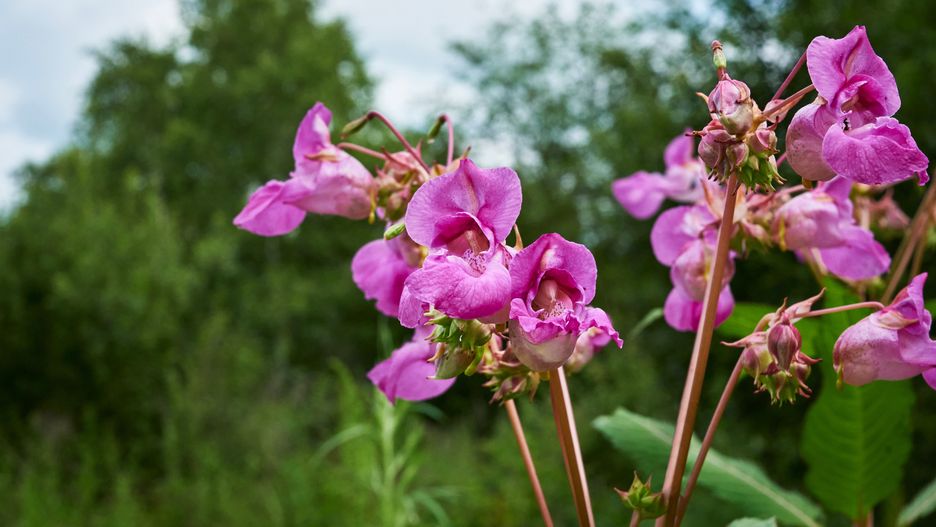 Roślina często bywa mylona z orchideą 