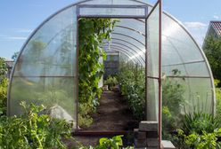 Gospodarstwa szklarniowe będą upadać? "Jest tragicznie"