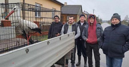 Obława trwała kilka dni. "Już nigdy nie odleci do Afryki"