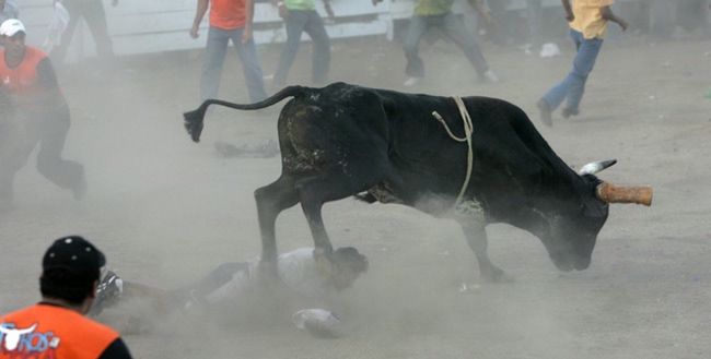 Takie walki z bykiem usatysfakcjonują obrońców praw zwierząt
