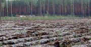 Biłgoraj: Pożar Puszczy Solskiej. Strażacy zakończyli akcję