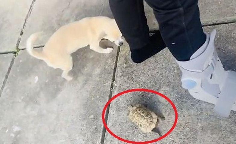 Pies mocno się zdziwił. Najszybszy żółw świata?