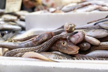 Najbardziej tajemnicza ryba z Bałtyku. Smakuje obłędnie, a turyści ją omijają