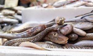 Najbardziej tajemnicza ryba z Bałtyku. Smakuje obłędnie, a turyści ją omijają