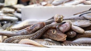 Najbardziej tajemnicza ryba z Bałtyku. Smakuje obłędnie, a turyści ją omijają