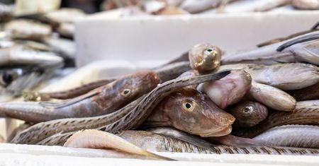 Najbardziej tajemnicza ryba z Bałtyku. Smakuje obłędnie, a turyści ją omijają