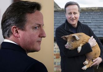 Brytyjski polityk: David Cameron WKŁADAŁ PENISA w łeb martwej świni!