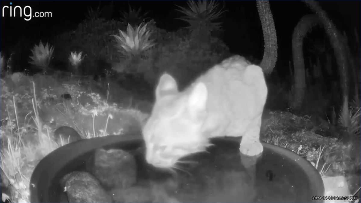 Zamontowała kamerę przy oczku wodnym. Była zaskoczona tym, co nagrała 1