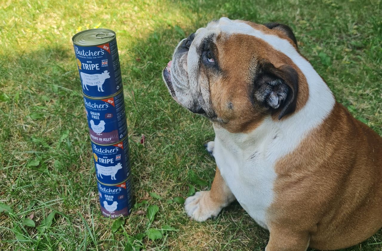 Butcher’s Original – nowa linia karm w portfolio Butcher’s Pet Care