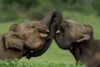 Spotkanie słoni na Sri Lance