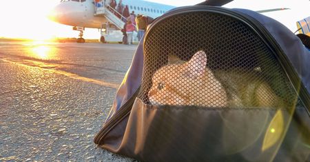 Koty paraliżują ruch na rzymskim lotnisku Fiumicino