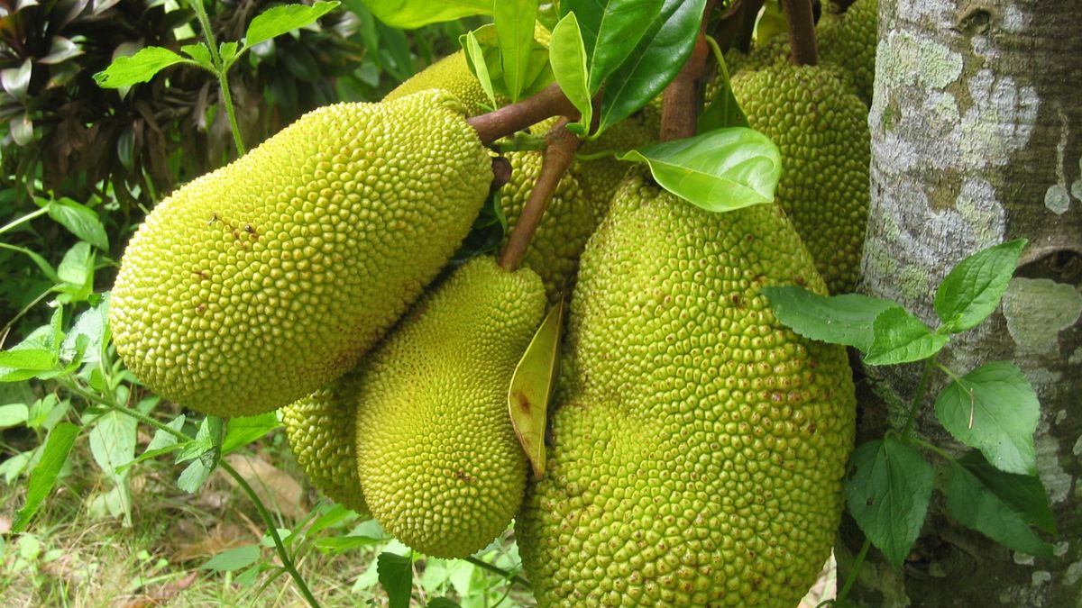 Surowy chlebowiec (owoc)