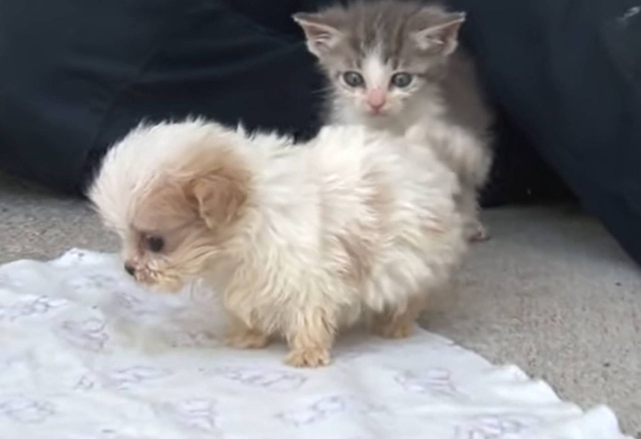 Przyjaźń między szczeniaczkiem a kotkiem