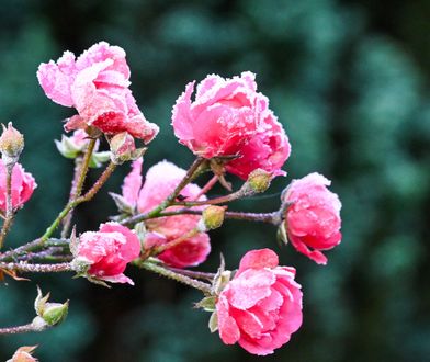 Takiego grudnia dawno nie było. Niecodzienna sytuacja w pogodzie