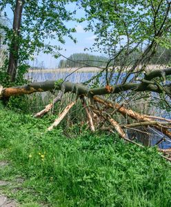 Ważny komunikat dla turystów. Leśnicy z Mazur apelują po wichurach