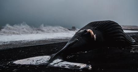 Makabryczne znalezisko na plaży. "Krew wciąż lała się z jej ciała"