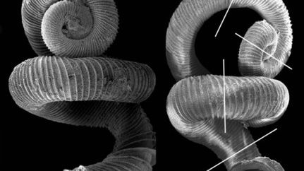 TOP 5: gatunki niedawno odkryte 1