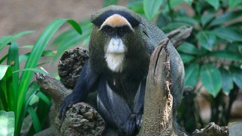 Małpa wypuszczona z klatki narobiła szumu na Florydzie 1