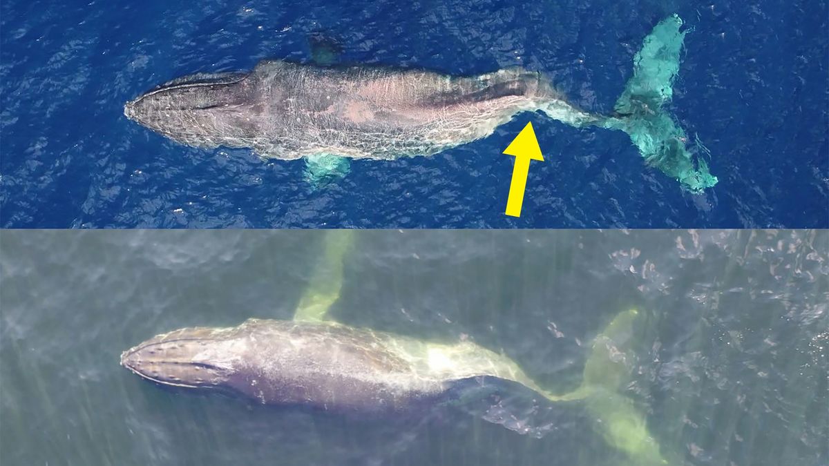 Moon nie może ruszać tylną płetwą. Jej dni są policzone.