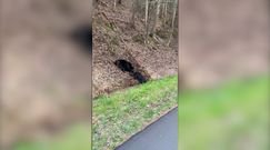 Niedźwiedź zaatakował dzika. Szokujące wideo z parku narodowego w USA