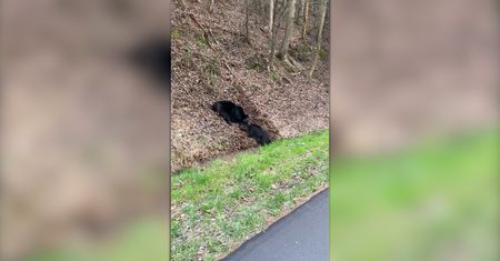 Niedźwiedź zaatakował dzika. Szokujące wideo z parku narodowego w USA