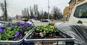 Gorzów: Wiosenne nasadzenia. 12 tysięcy kwiatów i roślin