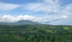 Milionom hektarów dżungli w Indonezji grozi zagłada