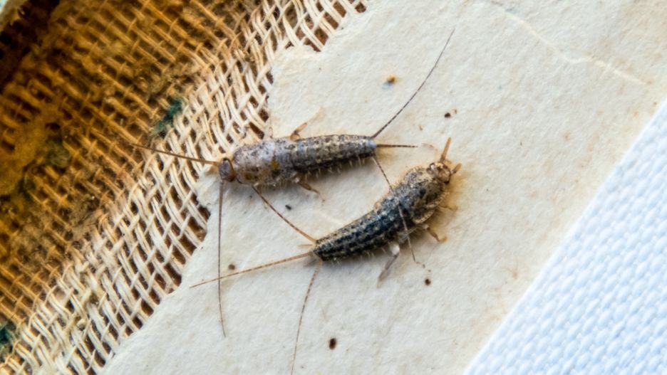 Rybiki są niegroźne, ale to niezbyt mile widziani goście, zwłaszcza w łazience