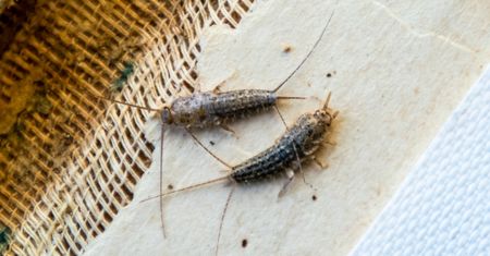 Spryskaj zakamarki, a uciekną w popłochu. Postrach rybików