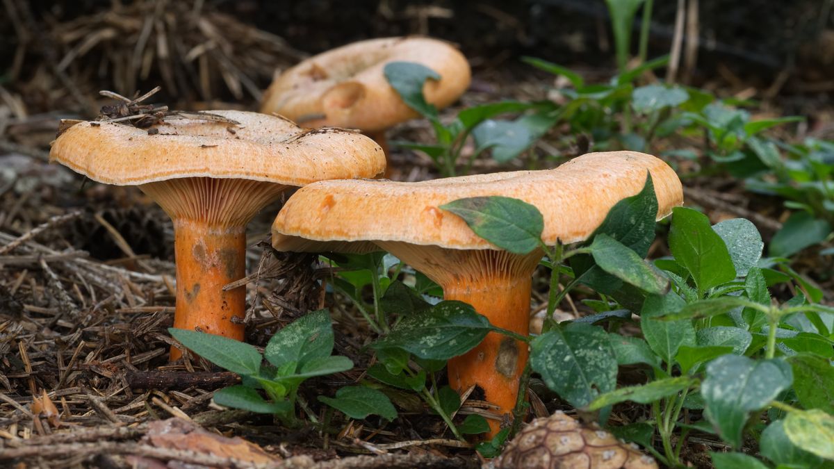 Mleczaj rydz (Lactarius deterrimus)
