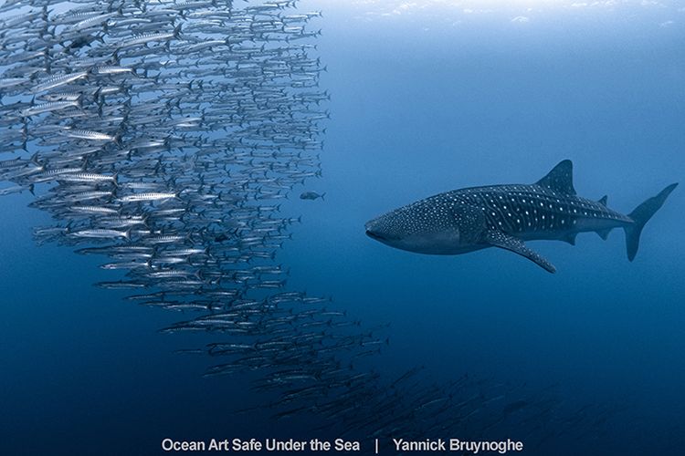 Najlepsze zdjęcia oceaniczne w konkursie Safe Under the Sea 29