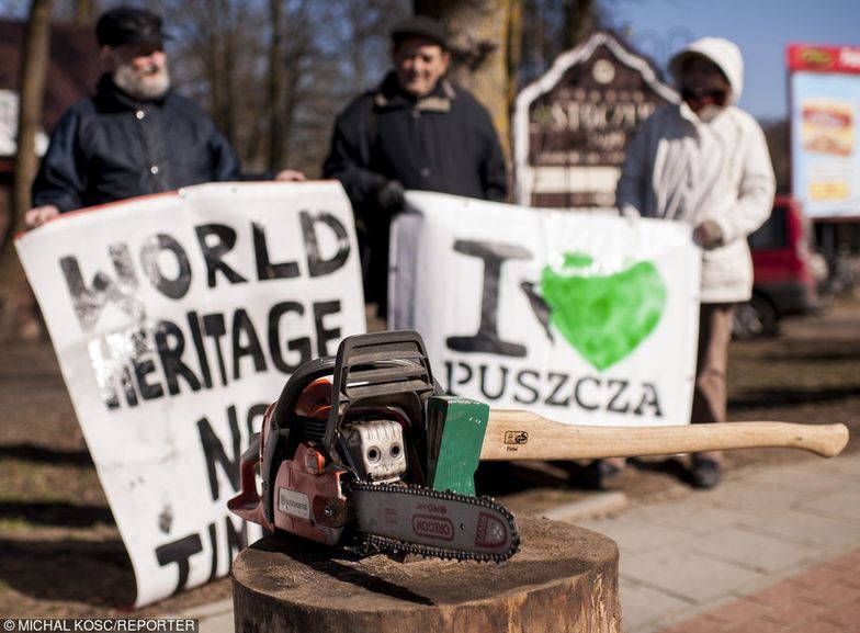 Wycinka Puszczy Białowieskiej. Komisja Europejska interweniuje