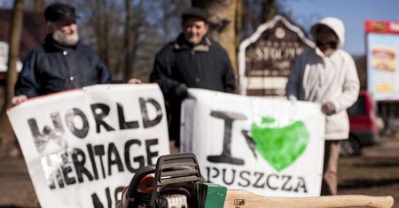 Wycinka Puszczy Białowieskiej. Komisja Europejska interweniuje