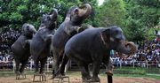 Słonie tańczą w Sri Lance
