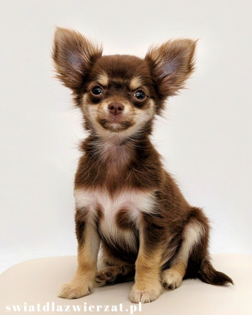 Chihuahua - małe rasy psów do mieszkania w bloku