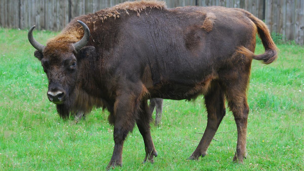 Woliński Park Narodowy ogłosił konkurs na imię dla żubra