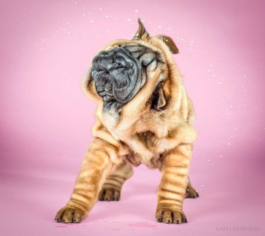 Shake Puppies - zakręcone szczeniaki Carli Davidson 4