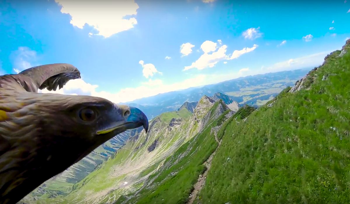 Lot orła nad Alpami. To wideo zmienia perspektywę!