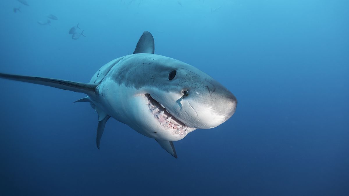 Żarłacz biały — zdjęcie ilustracyjne