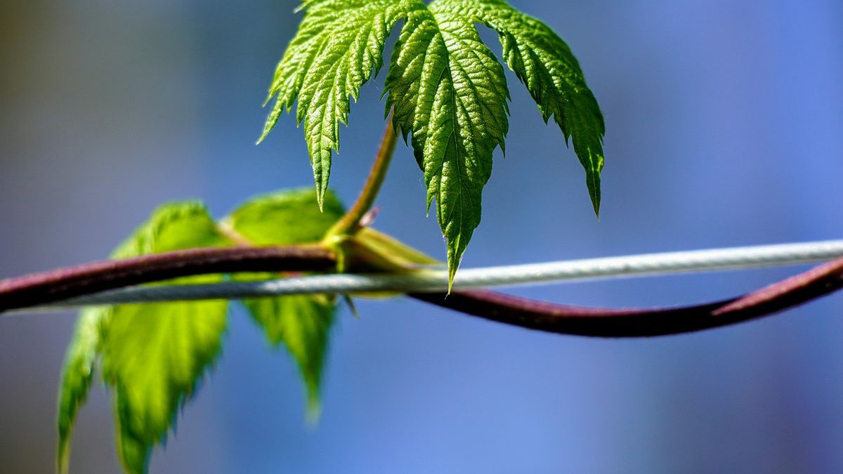 W Polsce uznawany za chwast, w zachodniej Europie uchodzi za rarytas