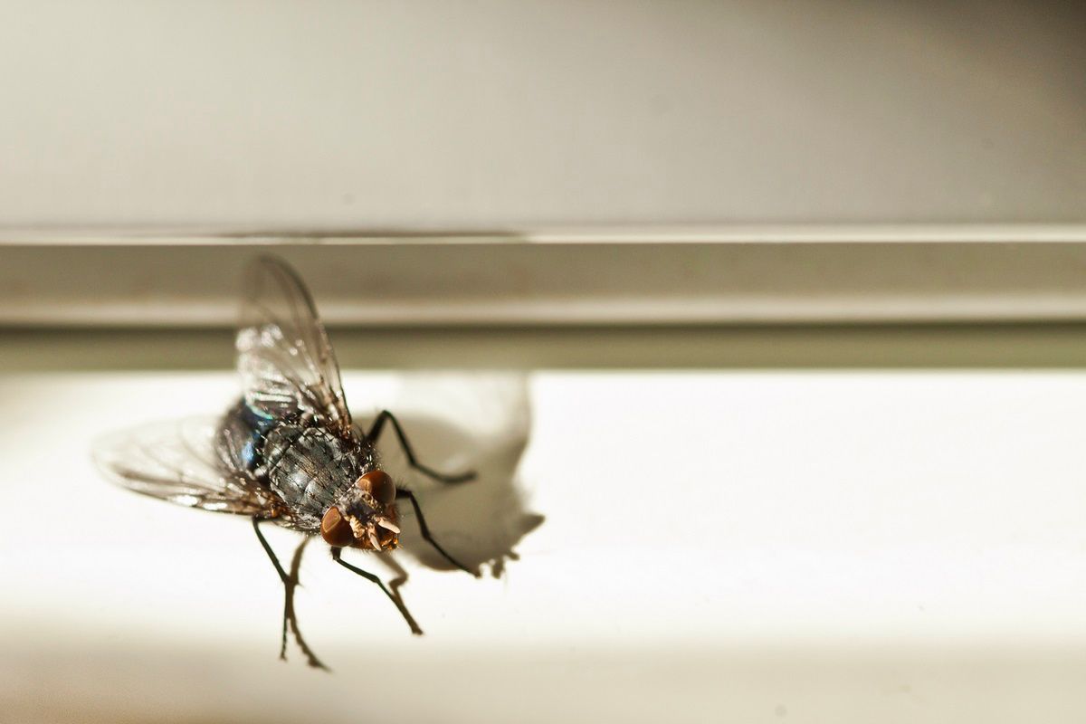 Pułapka na muchy pomoże szybko pozbyć się owadów. Fot. Getty Images