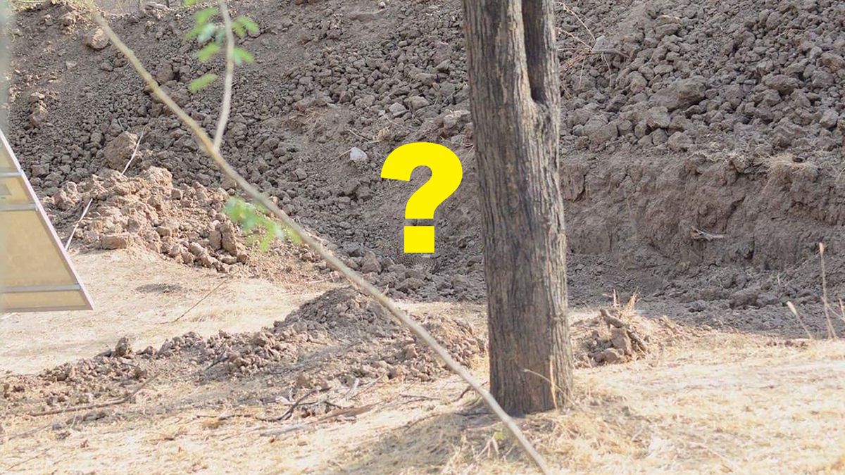 Gdzie ukrył się lampart?
