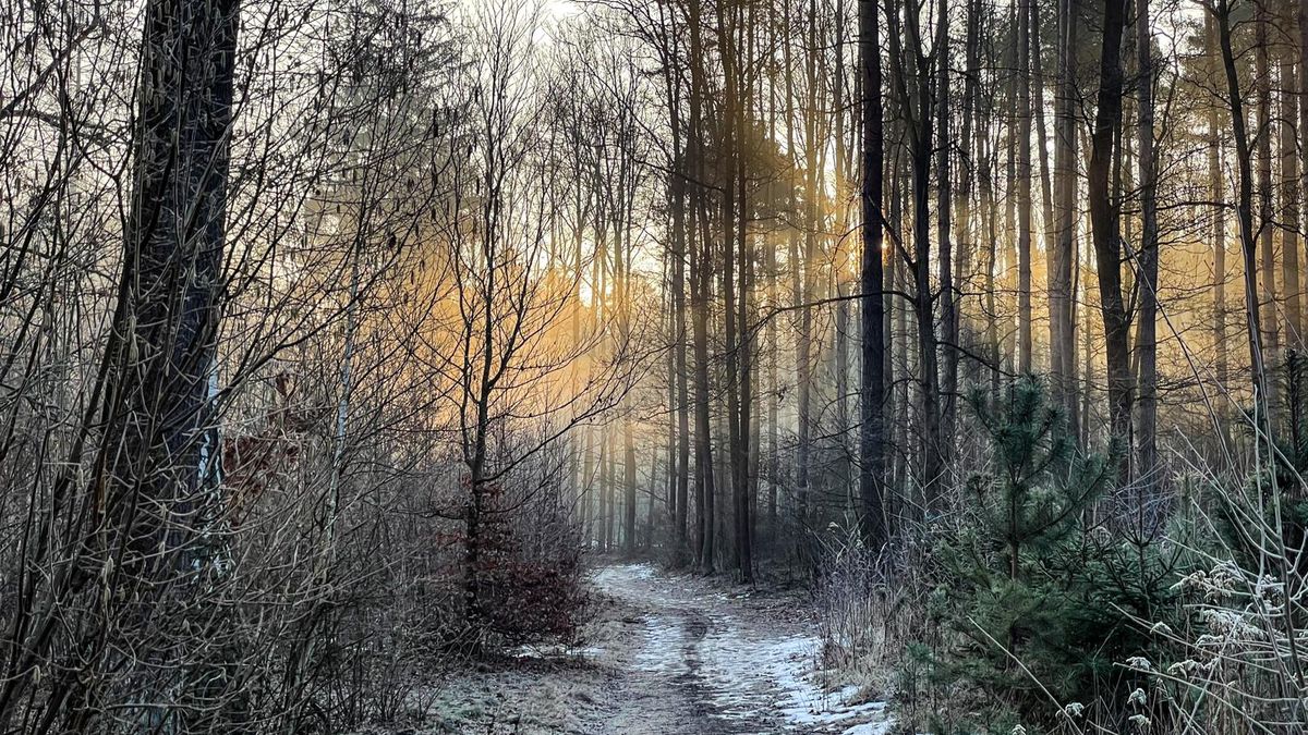 pogoda las wiosna wschód słońca